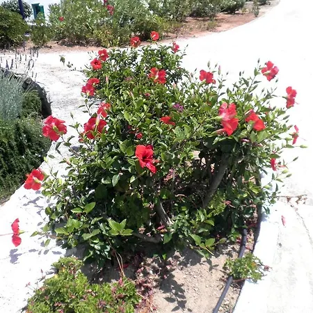 Seaside House 別荘 Mykonos Town
